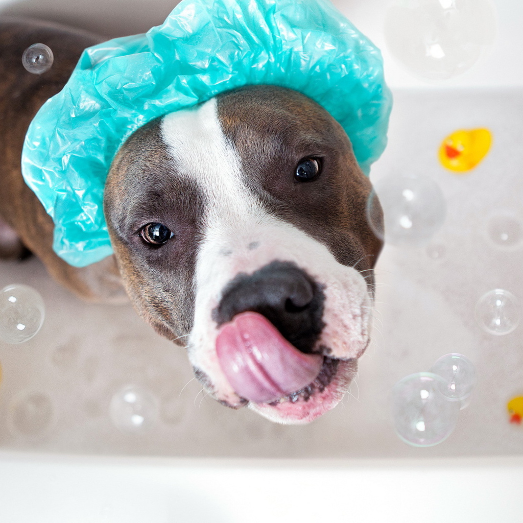 Das Dog Bath Wallpaper 1024x1024