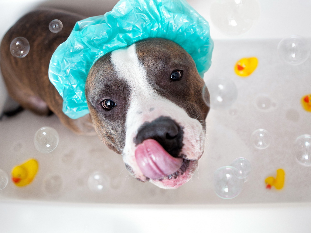 Fondo de pantalla Dog Bath 1024x768