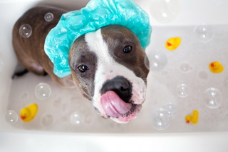 Dog Bath Picture for Android, iPhone and iPad