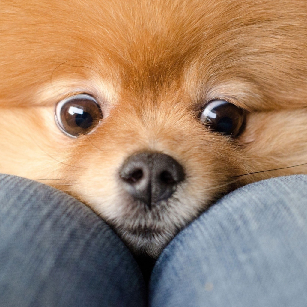 Das Funny Ginger Dog Eyes Wallpaper 1024x1024