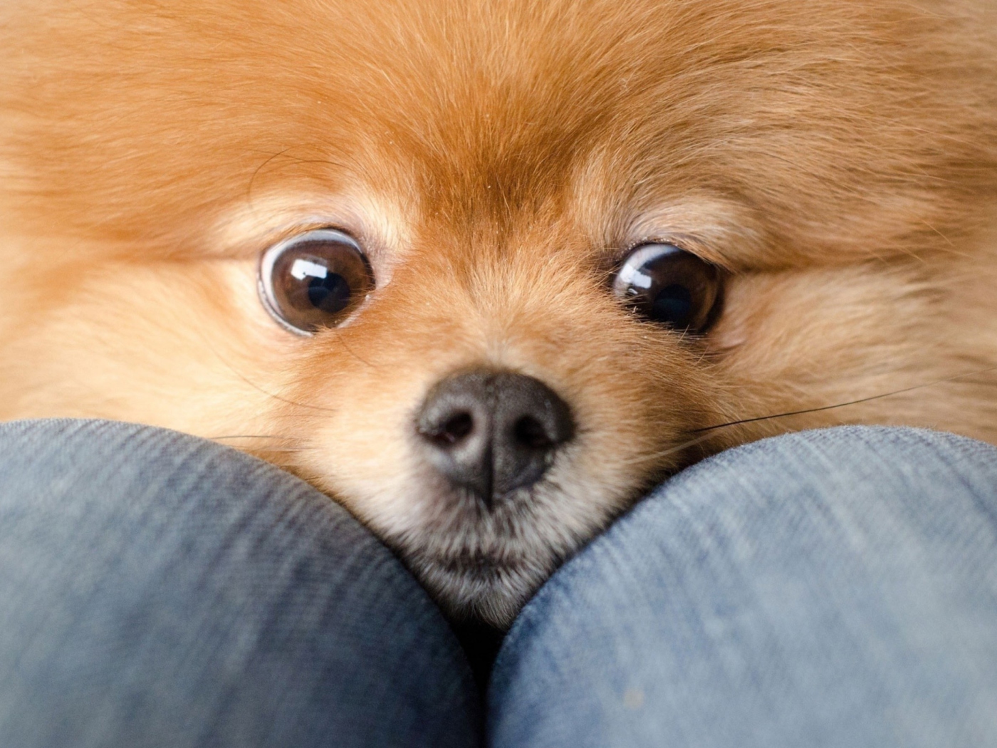 Funny Ginger Dog Eyes wallpaper 1400x1050