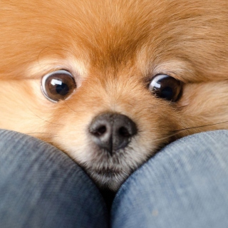 Funny Ginger Dog Eyes Wallpaper for iPad 3