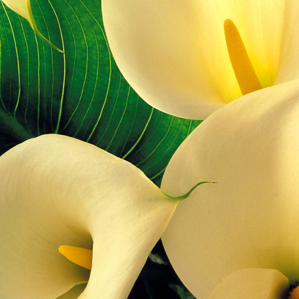 Sfondi Yellow Calla Lilies 1024x1024