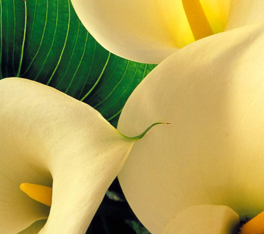 Sfondi Yellow Calla Lilies 1080x960