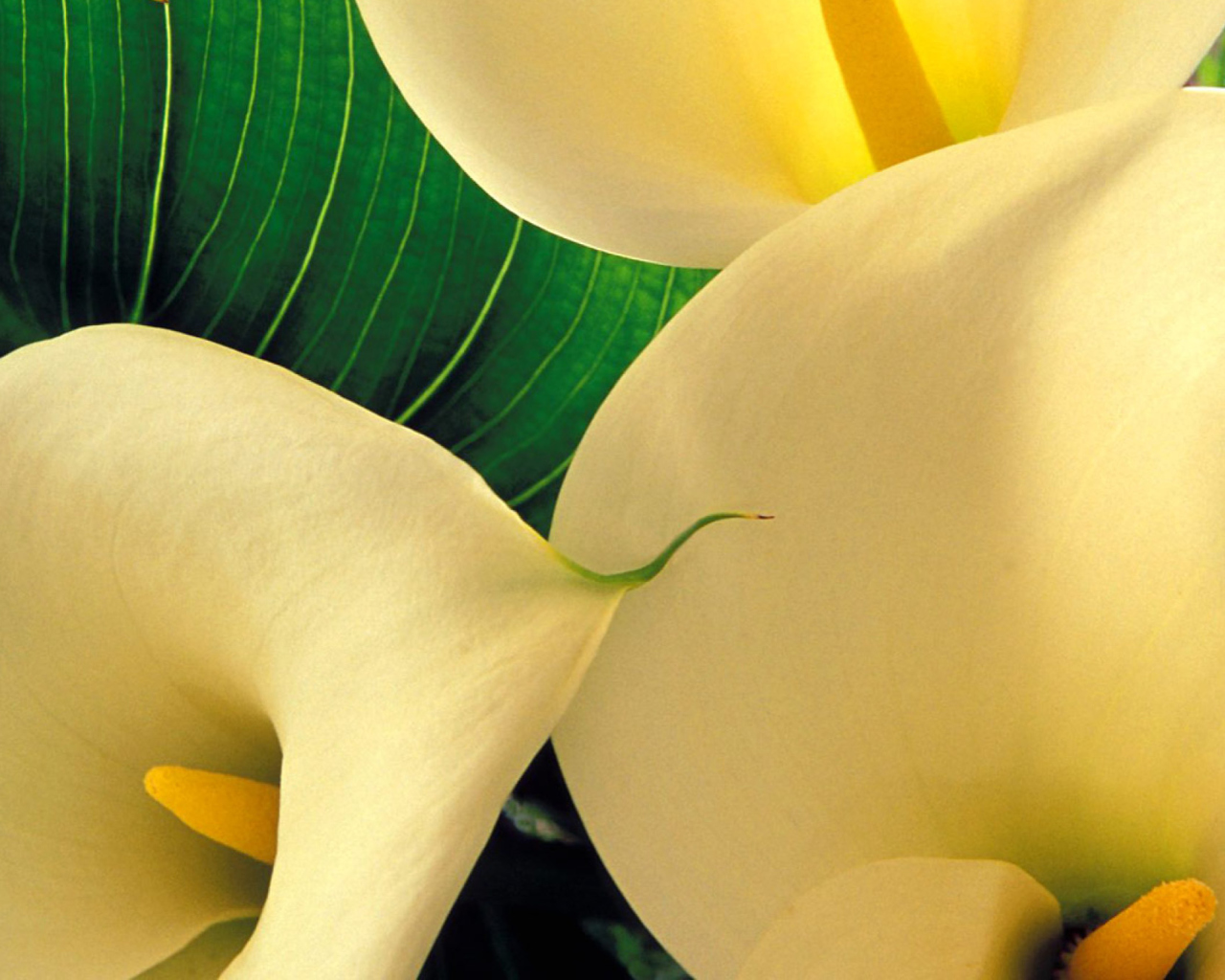 Fondo de pantalla Yellow Calla Lilies 1280x1024