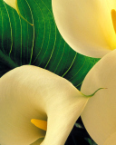 Fondo de pantalla Yellow Calla Lilies 128x160
