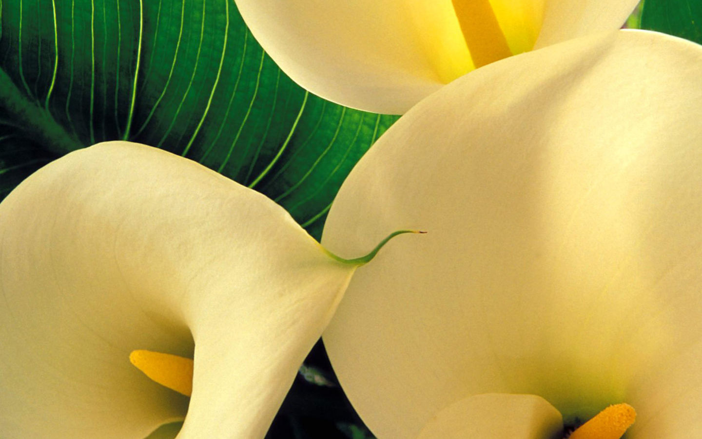 Screenshot №1 pro téma Yellow Calla Lilies 1440x900