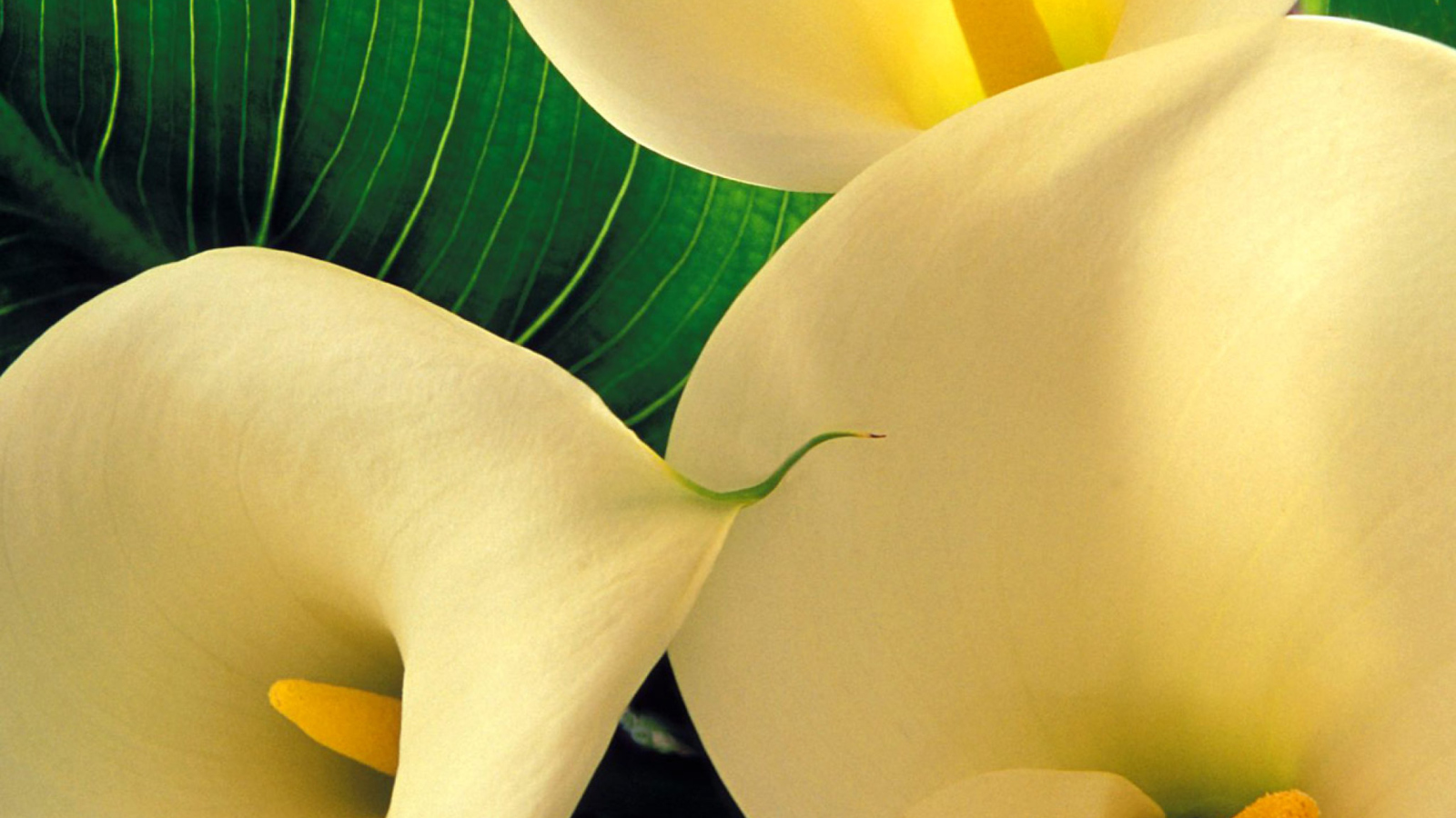 Sfondi Yellow Calla Lilies 1600x900