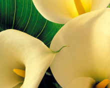 Sfondi Yellow Calla Lilies 220x176