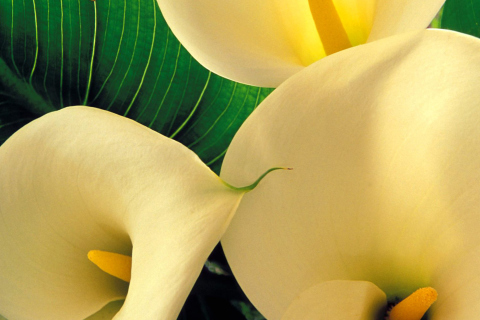 Screenshot №1 pro téma Yellow Calla Lilies 480x320