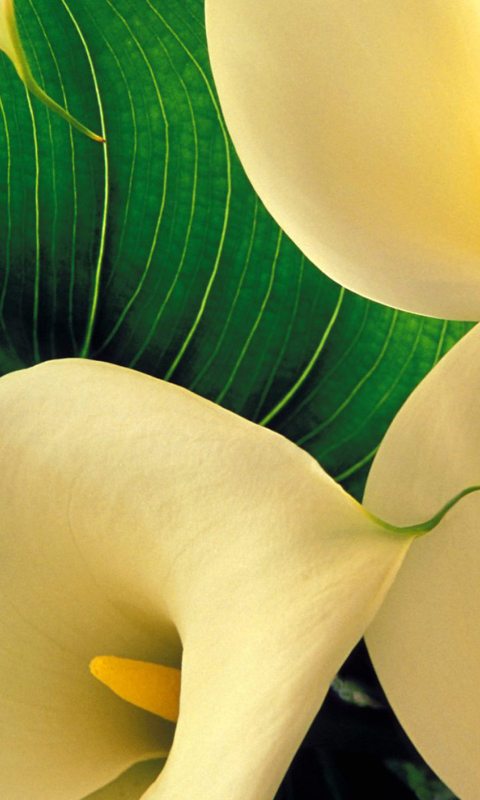 Screenshot №1 pro téma Yellow Calla Lilies 480x800