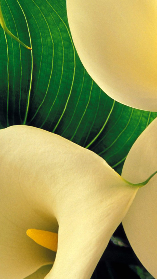 Screenshot №1 pro téma Yellow Calla Lilies 640x1136