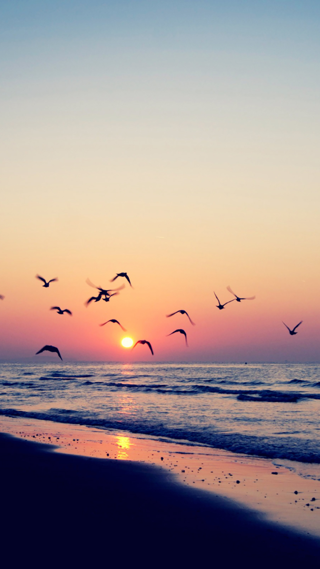 Das Birds And Ocean Sunset Wallpaper 1080x1920