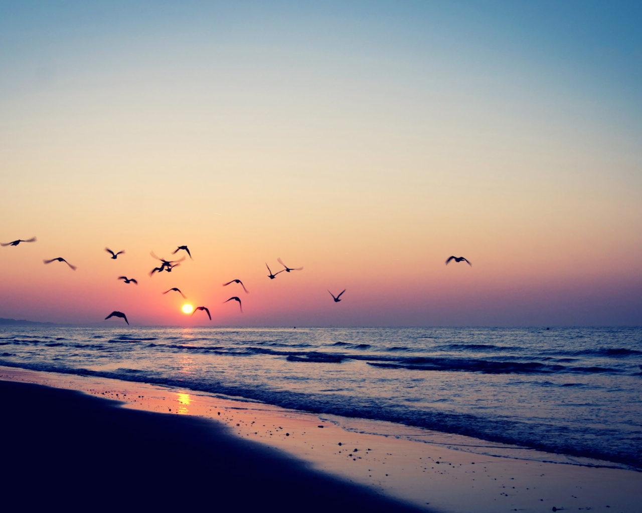 Fondo de pantalla Birds And Ocean Sunset 1280x1024