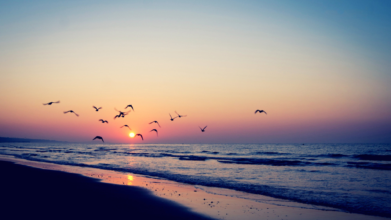 Das Birds And Ocean Sunset Wallpaper 1280x720