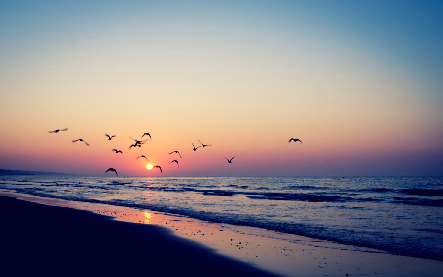Sfondi Birds And Ocean Sunset 1680x1050