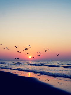 Birds And Ocean Sunset screenshot #1 240x320