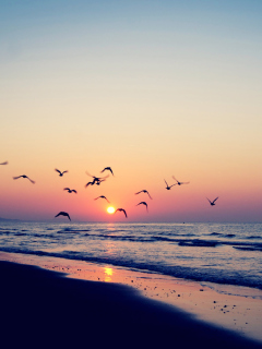 Fondo de pantalla Birds And Ocean Sunset 240x320