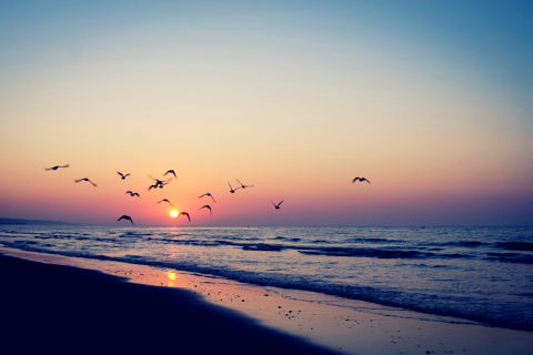 Обои Birds And Ocean Sunset 480x320