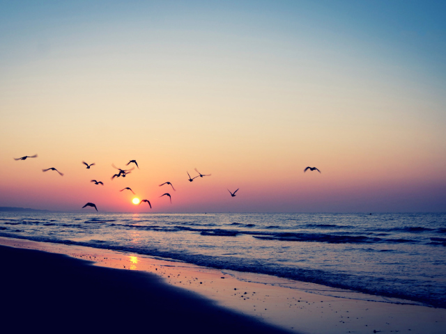 Sfondi Birds And Ocean Sunset 640x480