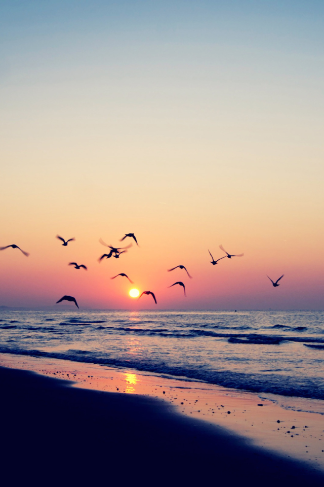 Das Birds And Ocean Sunset Wallpaper 640x960
