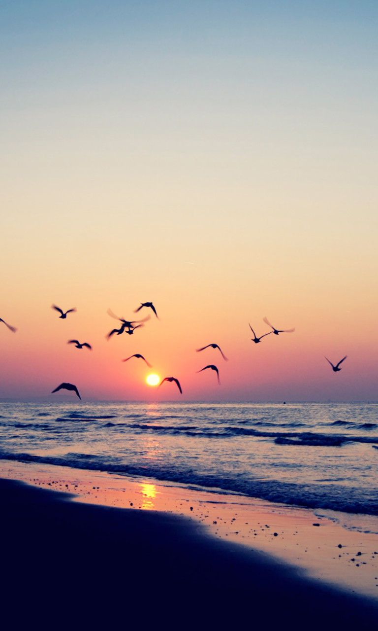 Sfondi Birds And Ocean Sunset 768x1280