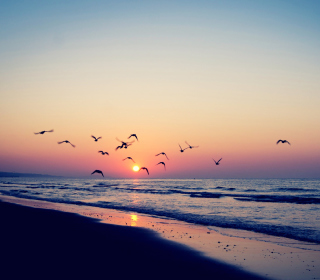 Birds And Ocean Sunset sfondi gratuiti per 2048x2048