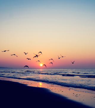Birds And Ocean Sunset papel de parede para celular para iPhone 4S