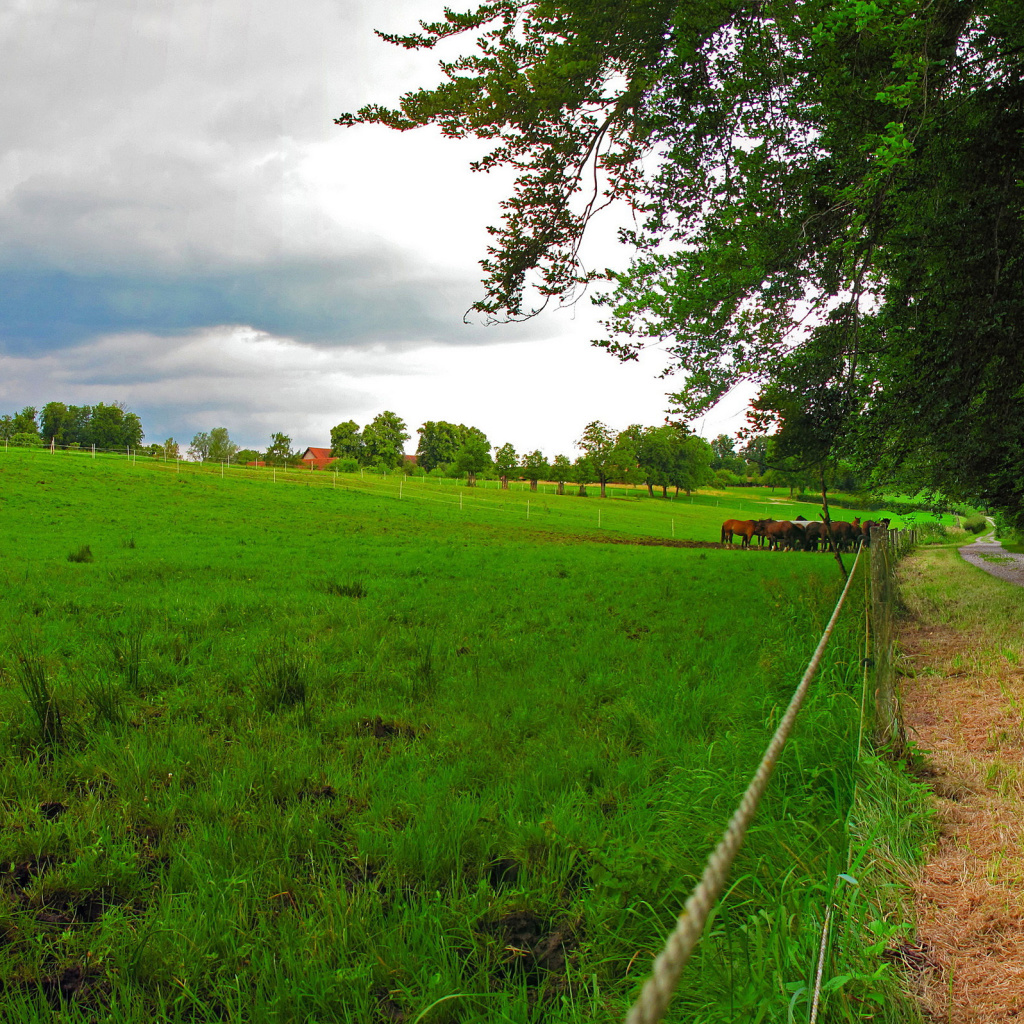 Fondo de pantalla Bavarian meadow 1024x1024