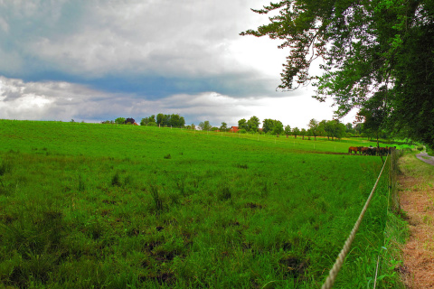 Bavarian meadow screenshot #1 480x320