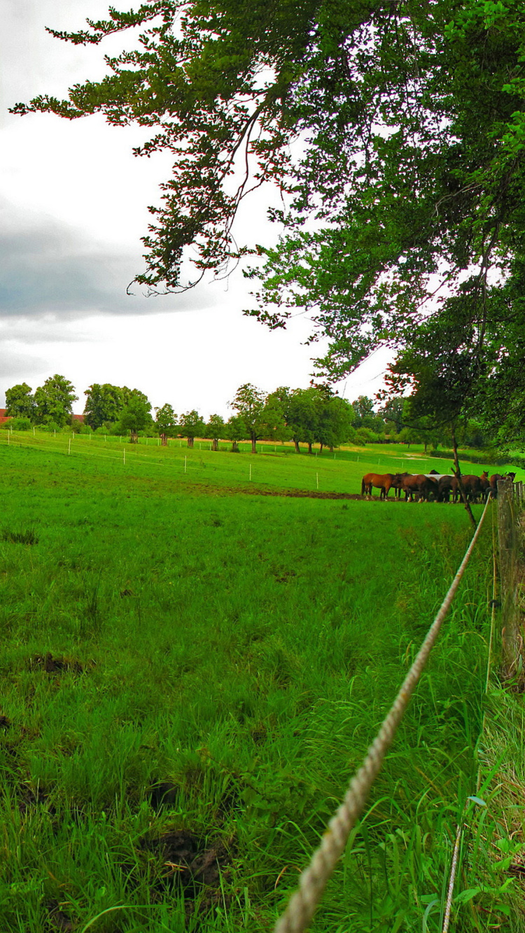 Bavarian meadow wallpaper 750x1334