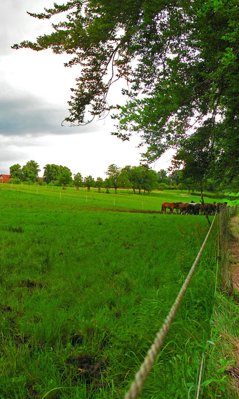 Das Bavarian meadow Wallpaper 768x1280