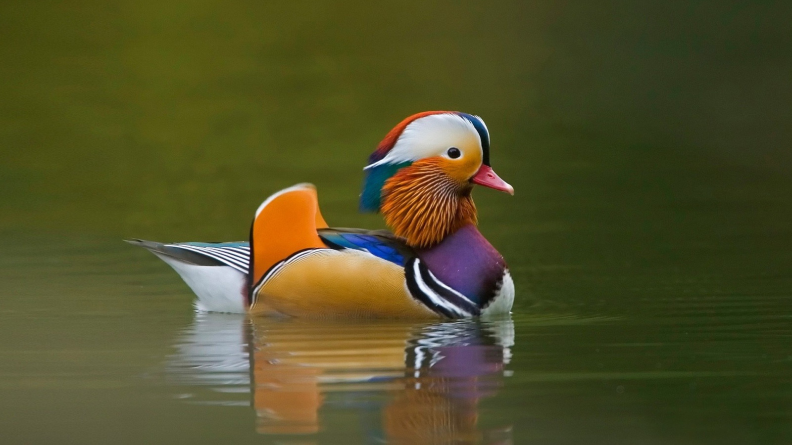 Screenshot №1 pro téma Mandarin Duck 1600x900