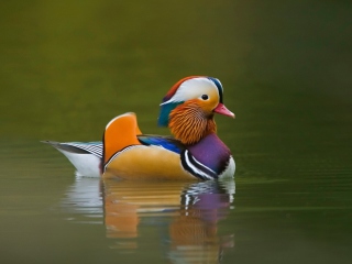 Mandarin Duck screenshot #1 320x240