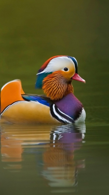 Sfondi Mandarin Duck 360x640