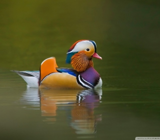 Mandarin Duck sfondi gratuiti per 1024x1024