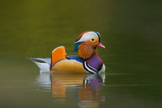Free Mandarin Duck Picture for Android, iPhone and iPad