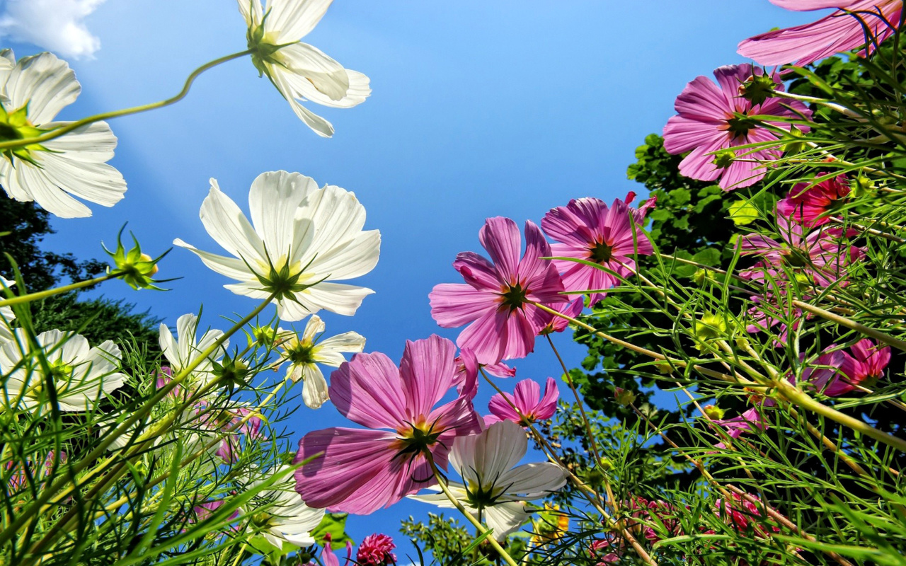 Cosmos flowering plants screenshot #1 1280x800