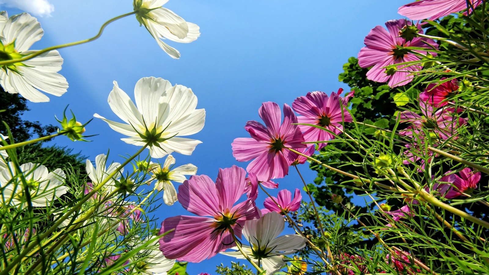 Cosmos flowering plants screenshot #1 1600x900