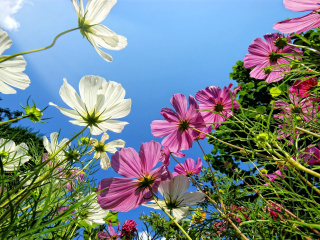 Fondo de pantalla Cosmos flowering plants 320x240