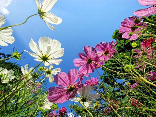 Fondo de pantalla Cosmos flowering plants 640x480