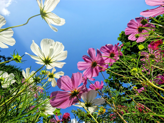 Das Cosmos flowering plants Wallpaper 640x480