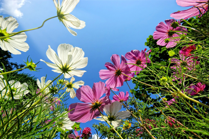 Fondo de pantalla Cosmos flowering plants
