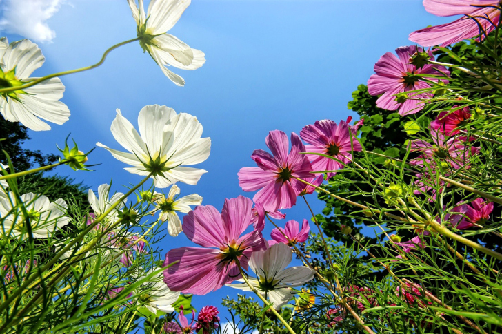 Cosmos flowering plants wallpaper