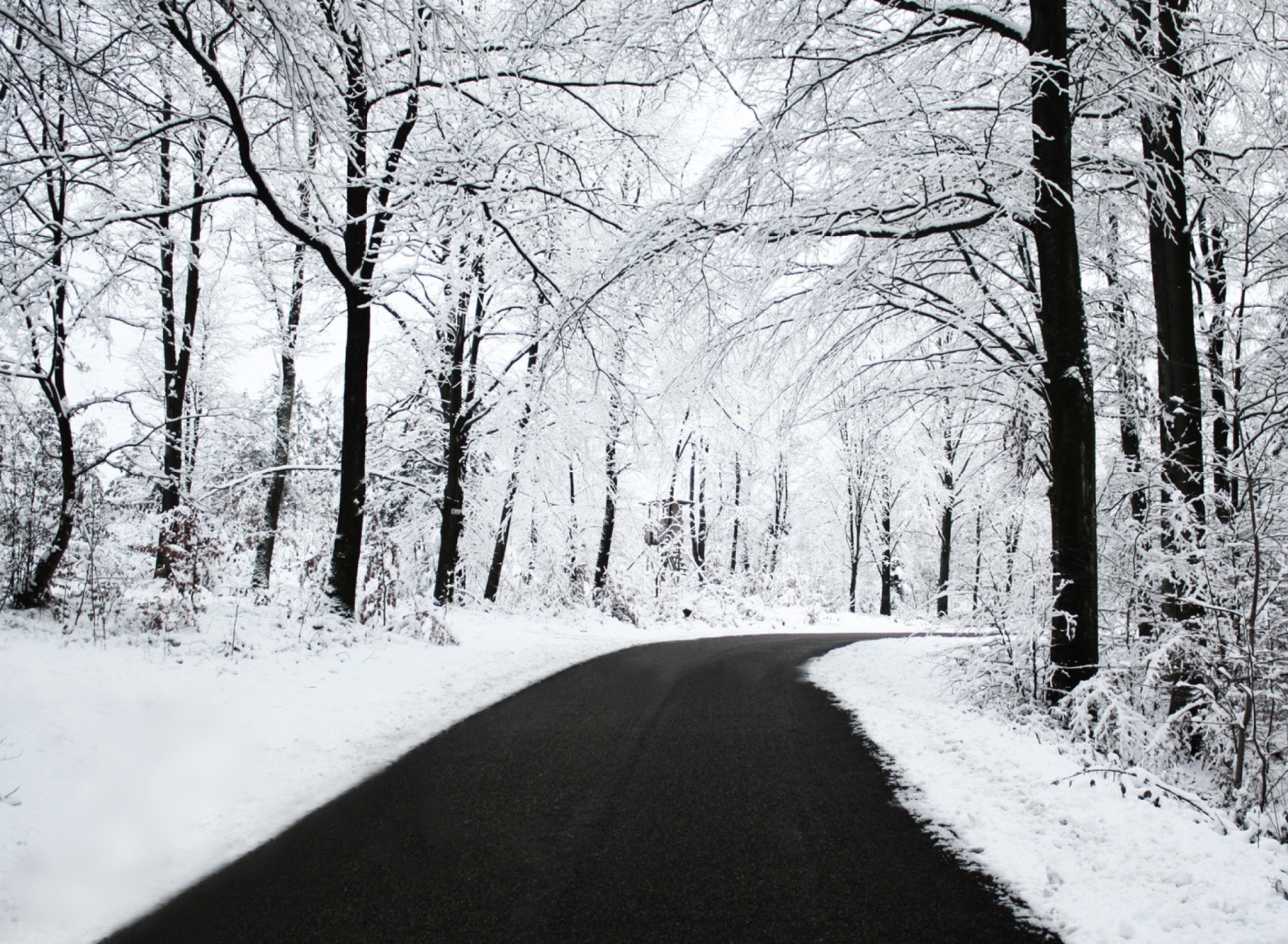 Fondo de pantalla White Forest 1920x1408