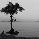 Lonely Tree Lake screenshot #1 128x128