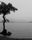 Lonely Tree Lake screenshot #1 128x160