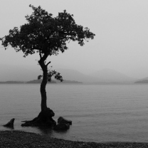 Fondo de pantalla Lonely Tree Lake 208x208