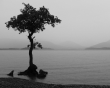 Sfondi Lonely Tree Lake 220x176