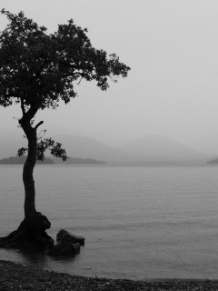 Lonely Tree Lake screenshot #1 240x320